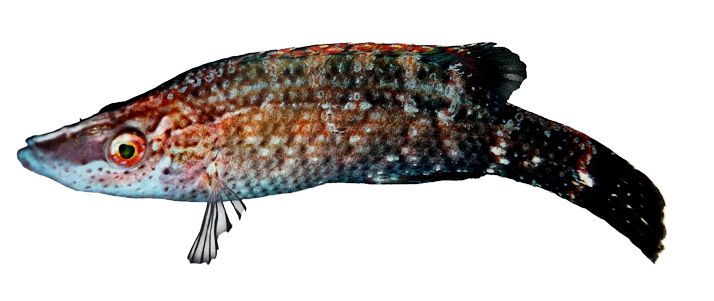 Symphodus rostratus_00002